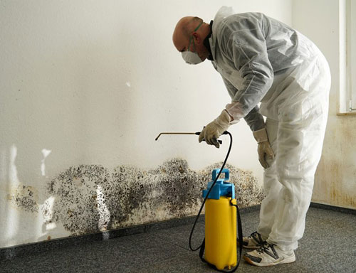 Mold Inspection